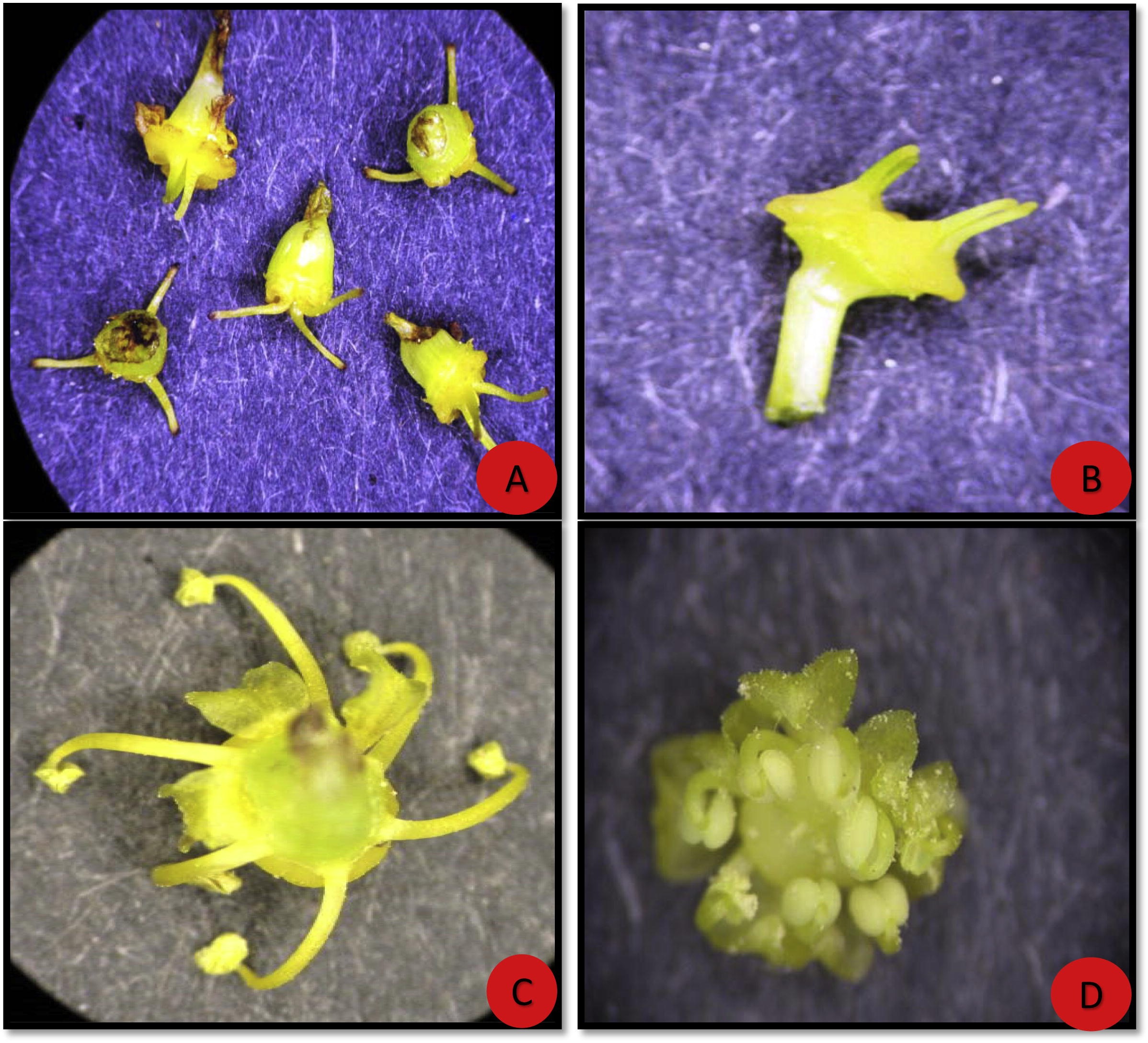 Increase in the number of stigma and anthers of flowers. (A) Gynoecium with three stigmas and styles; (B) gynoecium with four stigmas and styles; (C) flower with six anthers; (D) flower with seven anthers.