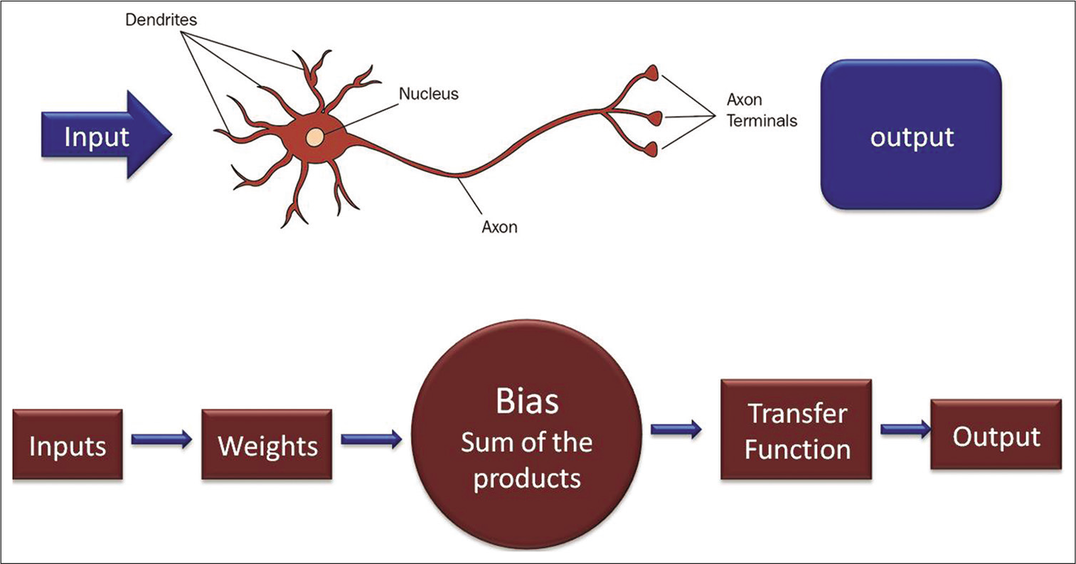Diagrammatic representation of an artificial neuron and biologic neuron. Input of data is received through the dendrites, which are usually termed weights in the artificial neuron. Each input is multiplied by its corresponding weight, and all the multiplications are summed. A non-linear mathematical formula, rectified linear unit function is performed on the result. The output of the neuron serves as an input in the next layer of neurons.
