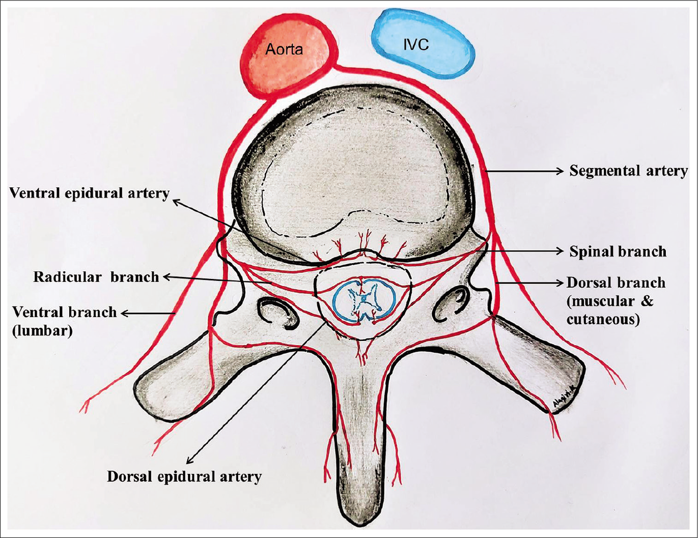 Schematic representation of blood supply of the spinal column and spinal cord.
