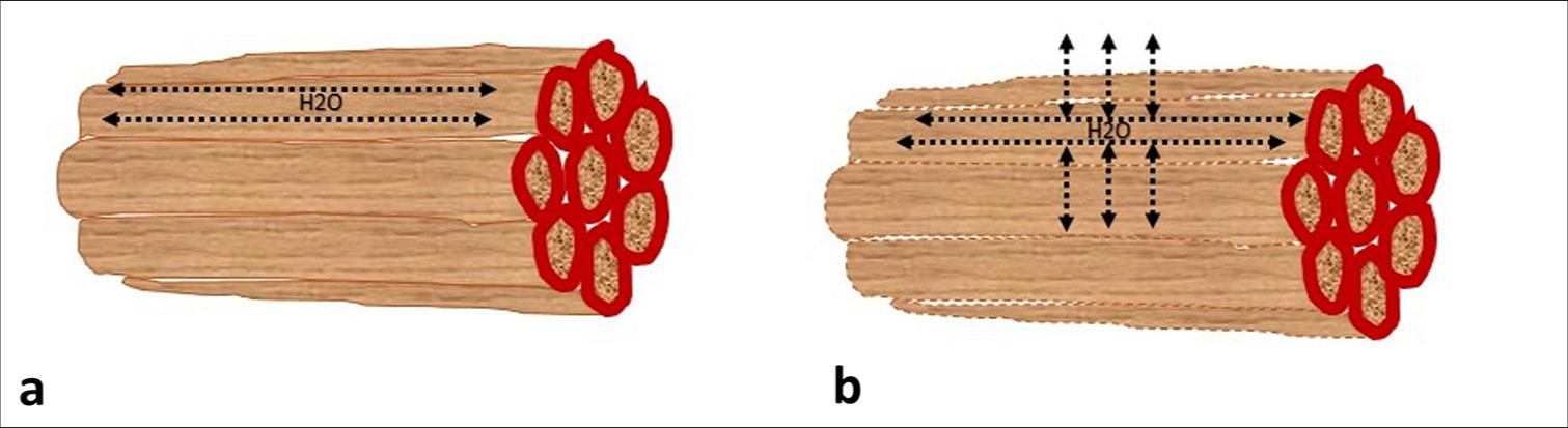 Graphic showing normal muscle fibers (a) with the movement of water molecules along the length of myofibrils; and, muscle fibers affected by inflammation (b) showing breach of sarcolemma and movement of water molecules across the sarcolemma that can affect values of diffusion tensor imaging parameters.