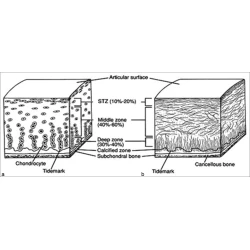 Article figure