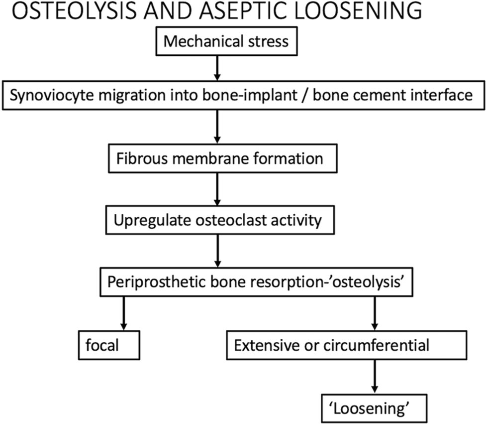 Flowchart showing the pathogenesis of osteolysis and loosening.